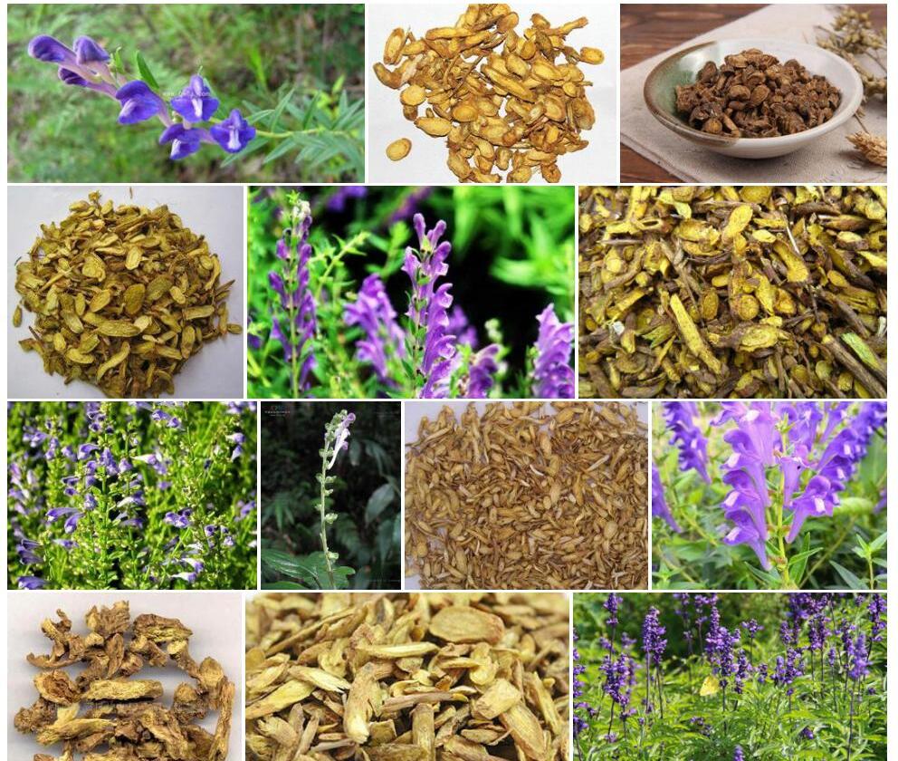 少脉黄芩照片和图片/