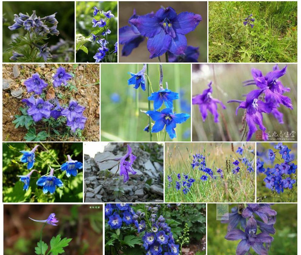 少腺密叶翠雀花照片和图片/