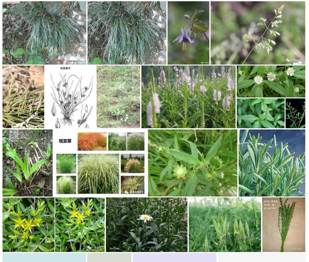 少花大披针薹草照片和图片/