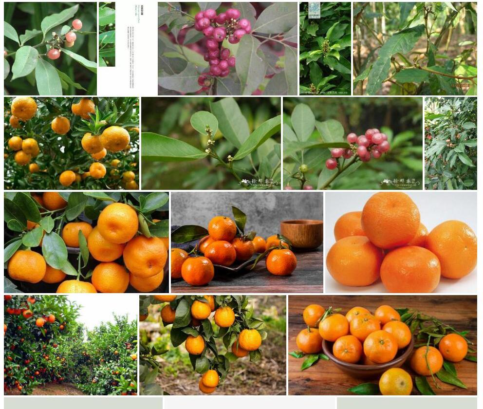 少花山小橘照片和图片/