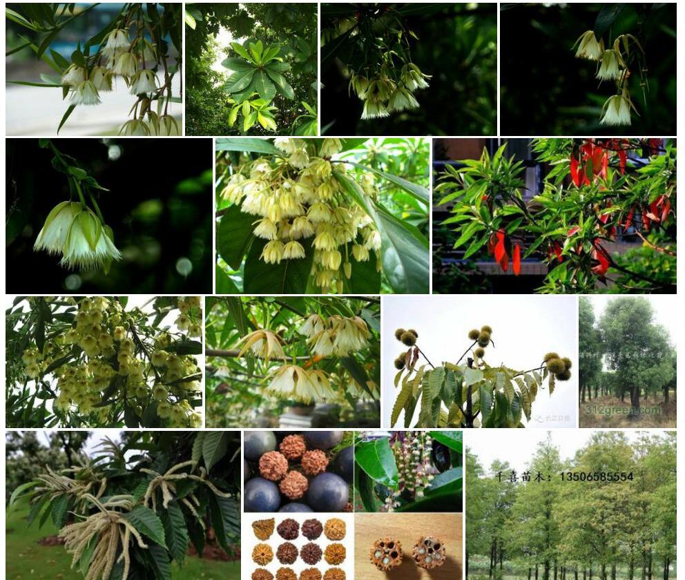 少花杜英照片和图片/