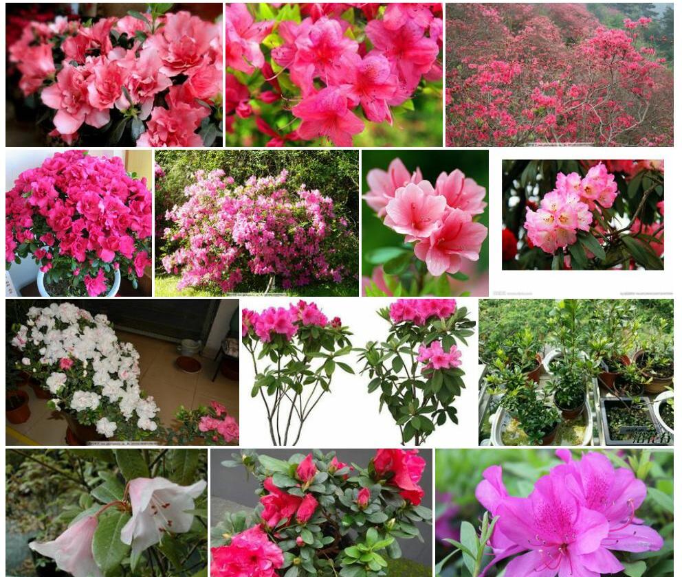 少花杜鹃照片和图片/