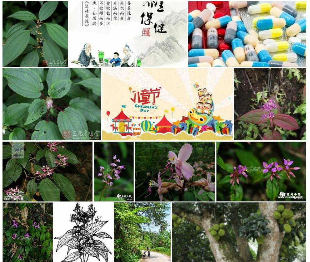 少花柏拉木照片和图片/