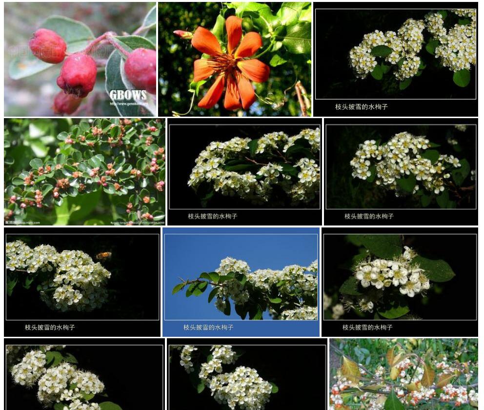 少花栒子照片和图片/