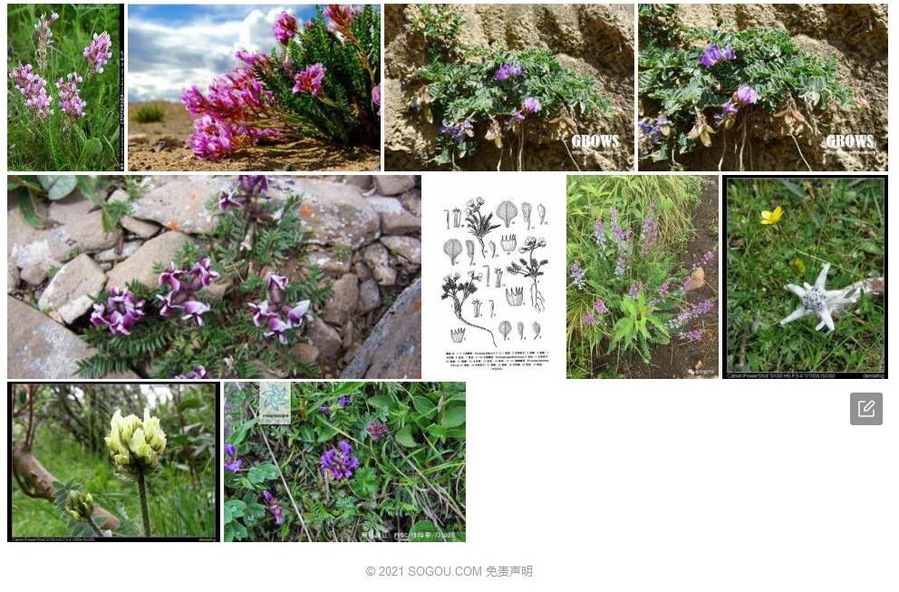 少花棘豆照片和图片/