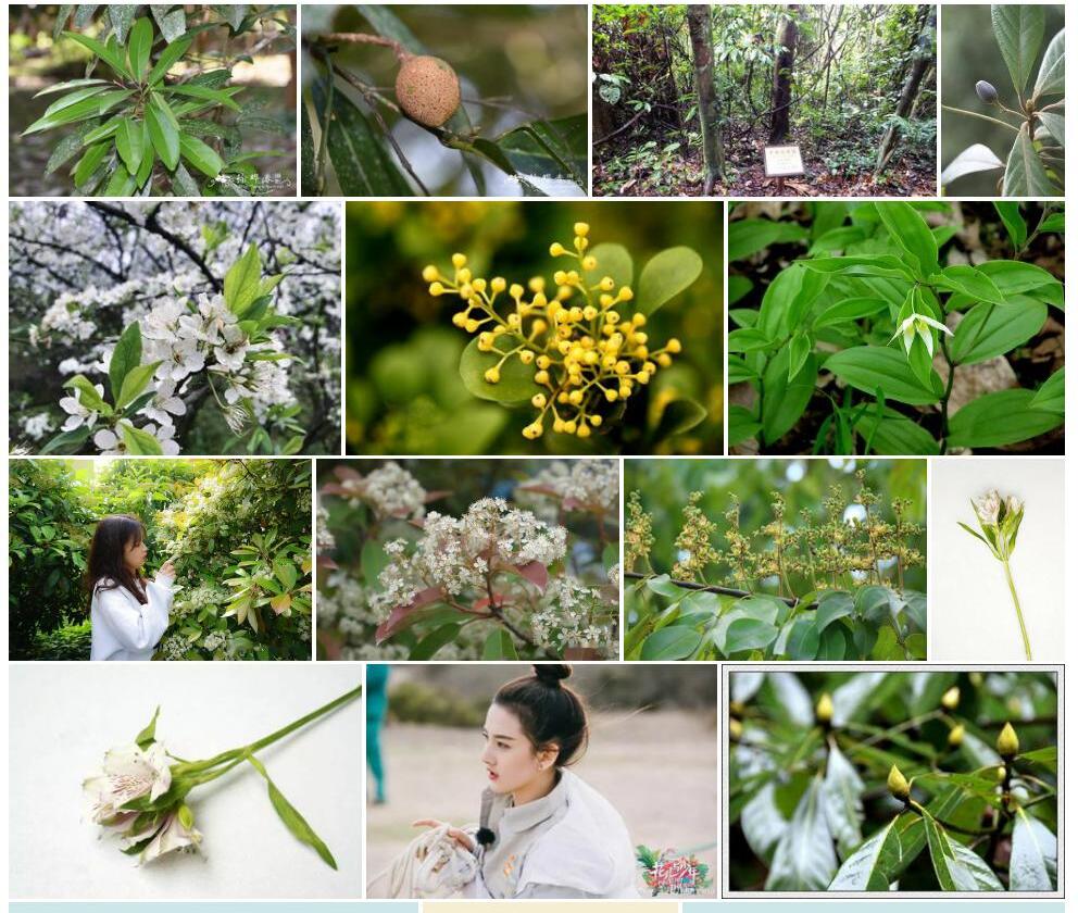 少花琼楠照片和图片/