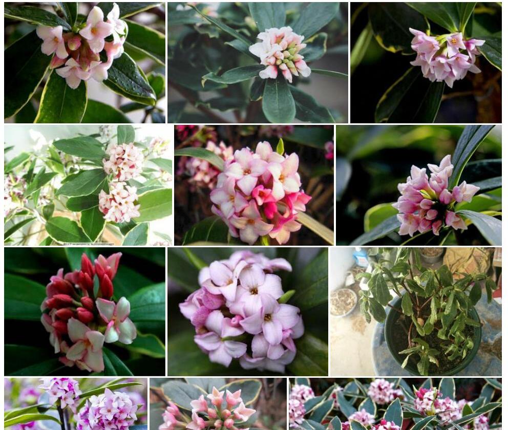 少花瑞香照片和图片/