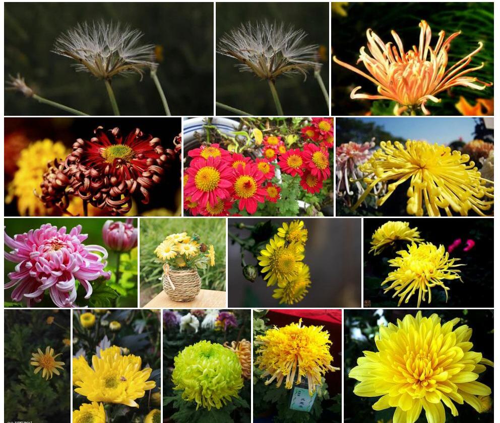 少花粉苞菊照片和图片/