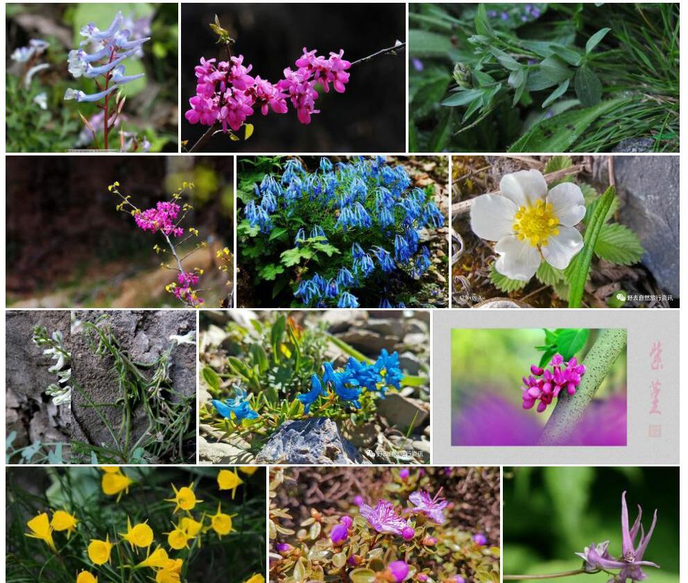 少花紫堇照片和图片/