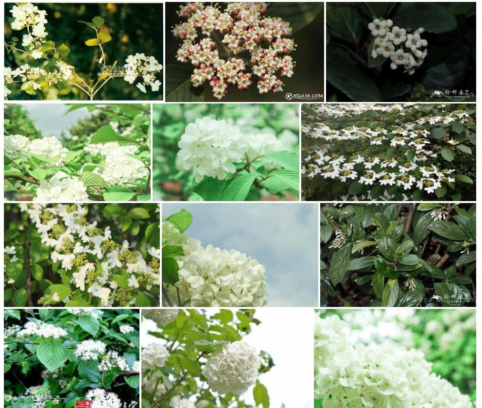 少花荚蒾照片和图片/