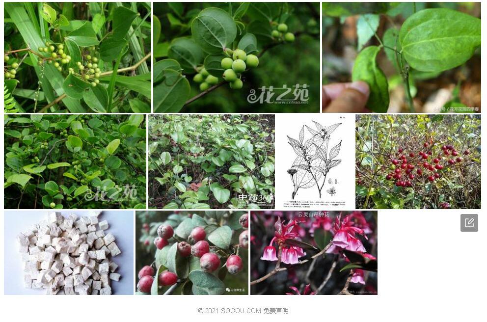 少花菝葜照片和图片/