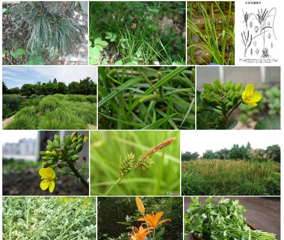 少花藏薹草照片和图片/