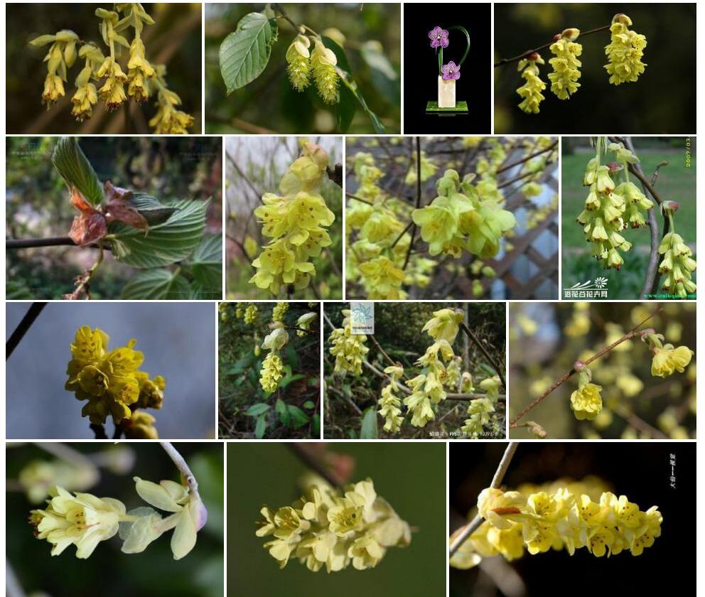 少花蜡瓣花照片和图片/