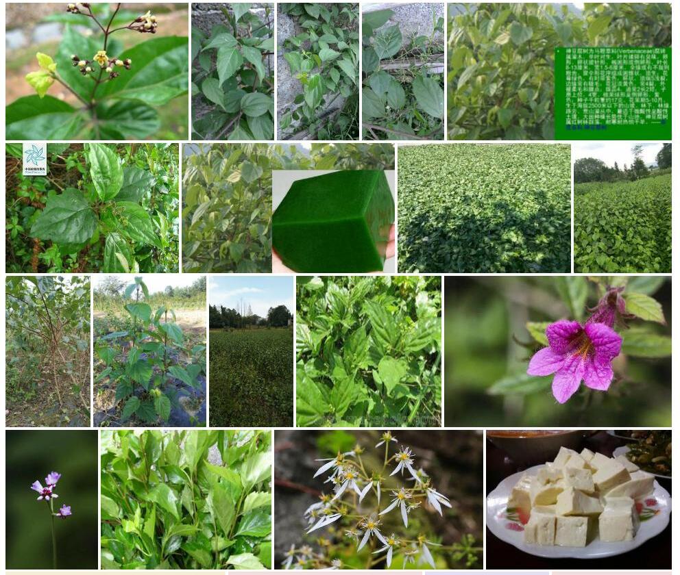 少花豆腐柴照片和图片/