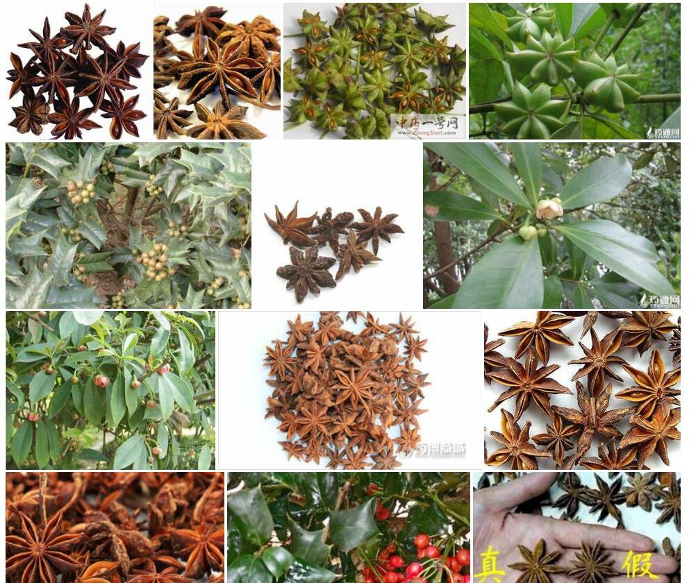 少药八角照片和图片/