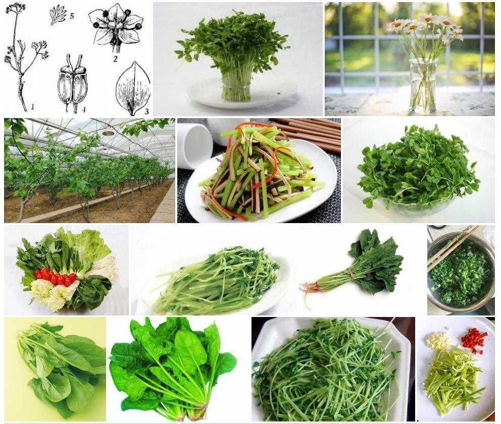 少辐小芹照片和图片/