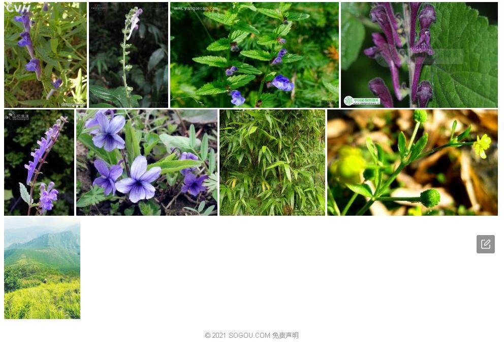 少齿黄芩照片和图片/