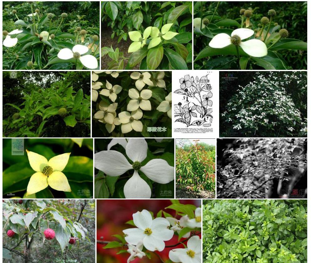 尖叶四照花照片和图片/