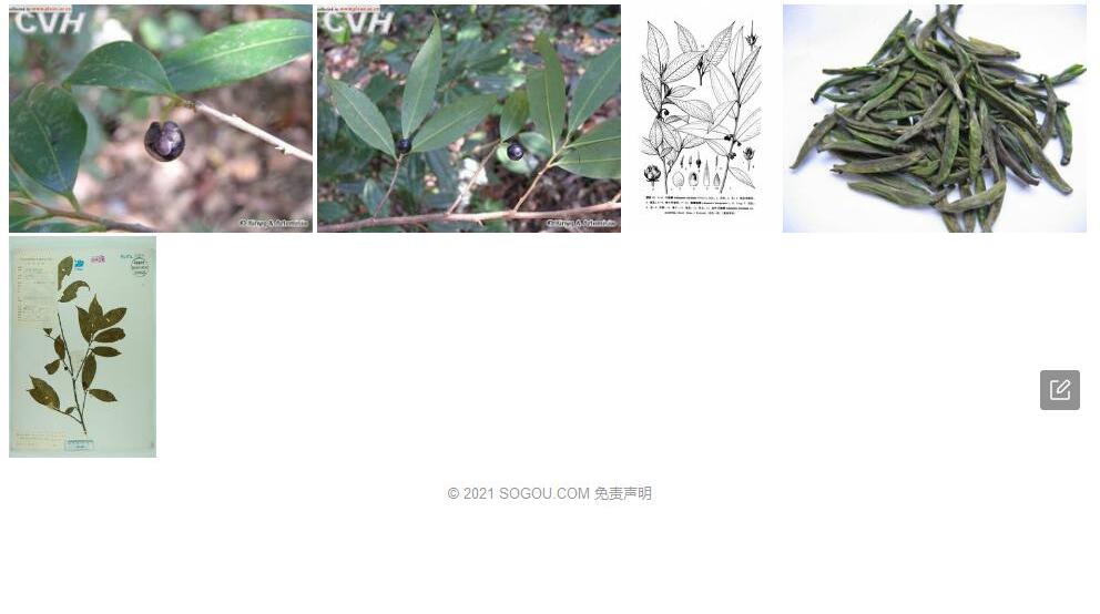 尖叶川杨桐照片和图片/