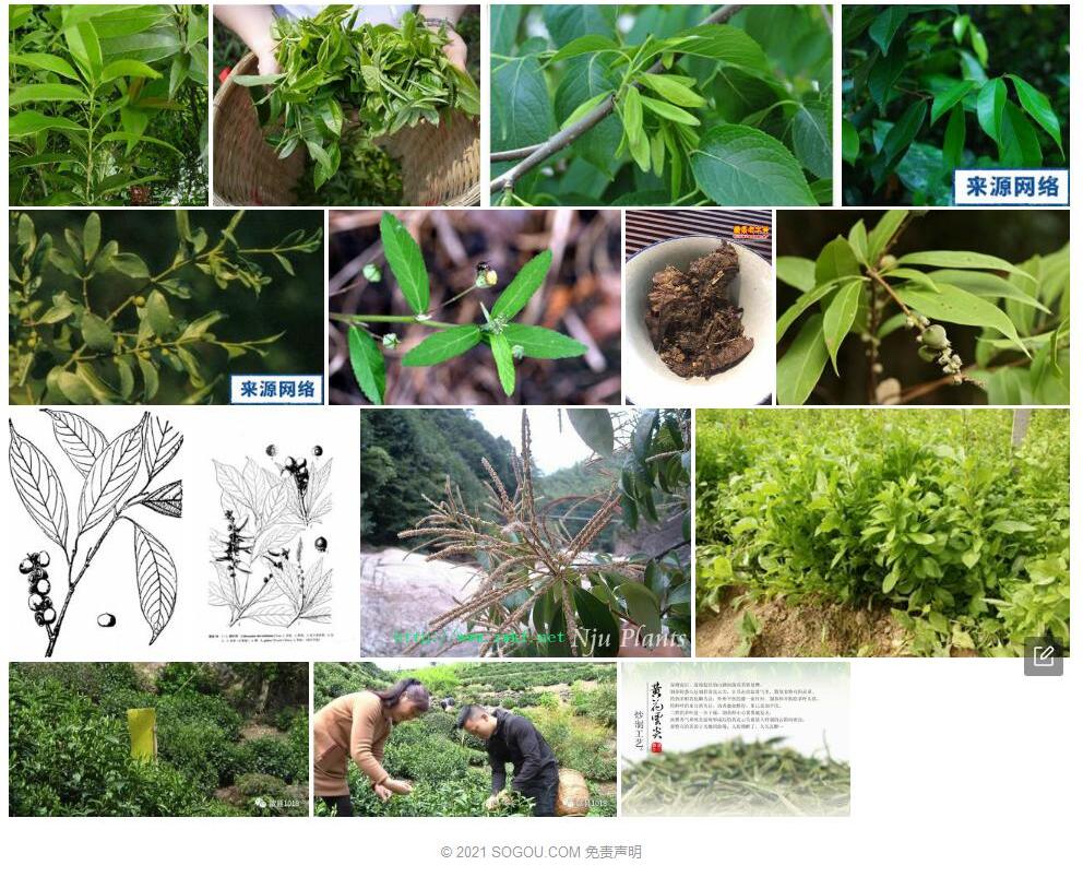 尖叶柯照片和图片/