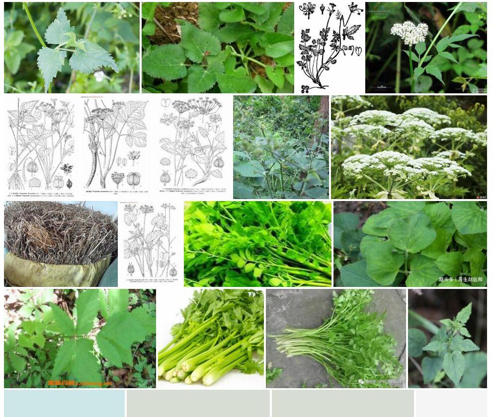 尖叶茴芹照片和图片/
