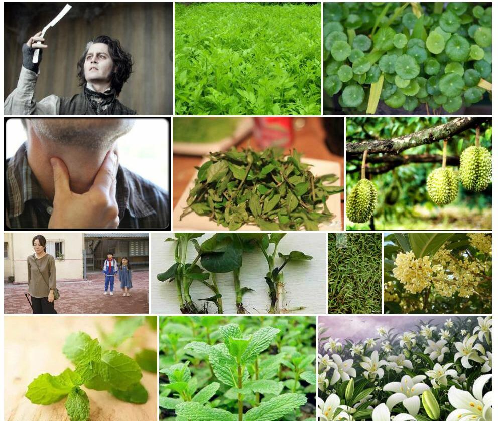 尖叶蓝钟喉毛花照片和图片/