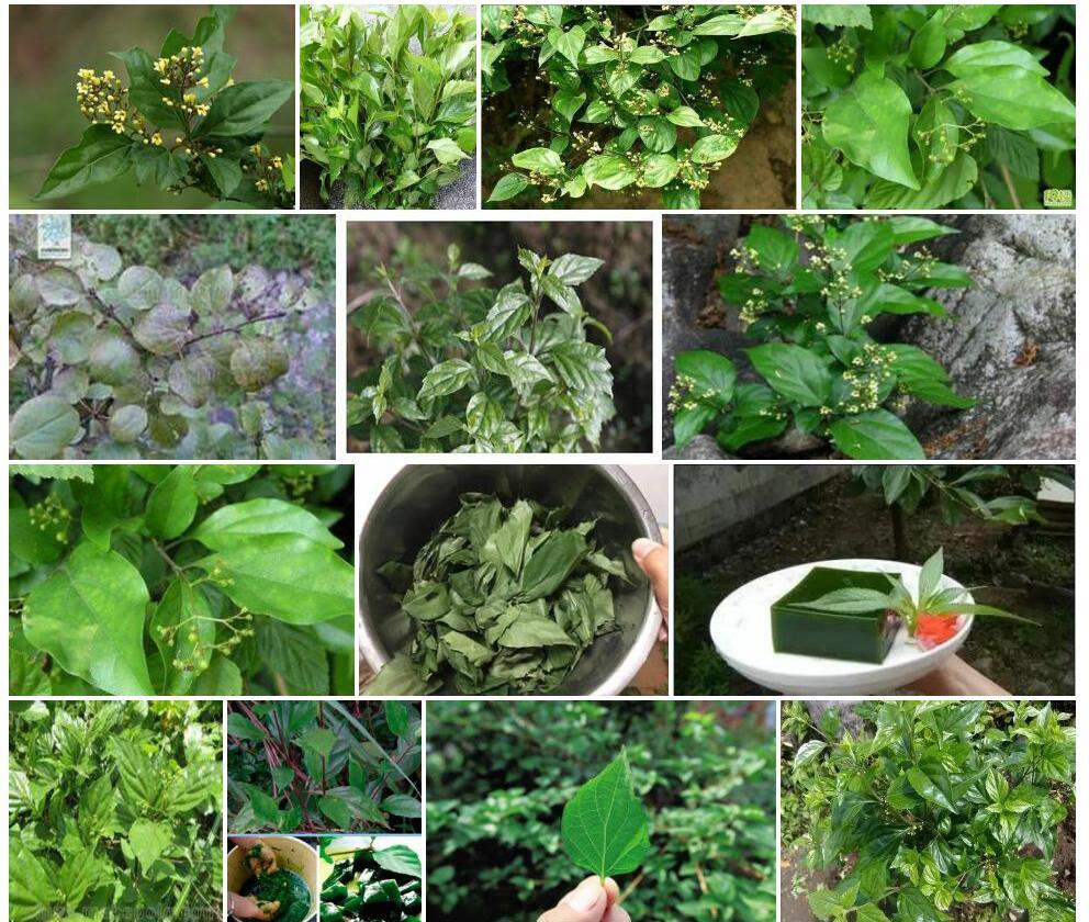 尖叶豆腐柴照片和图片/
