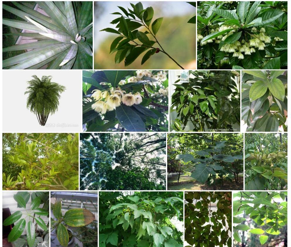 尖叶铁青树照片和图片/