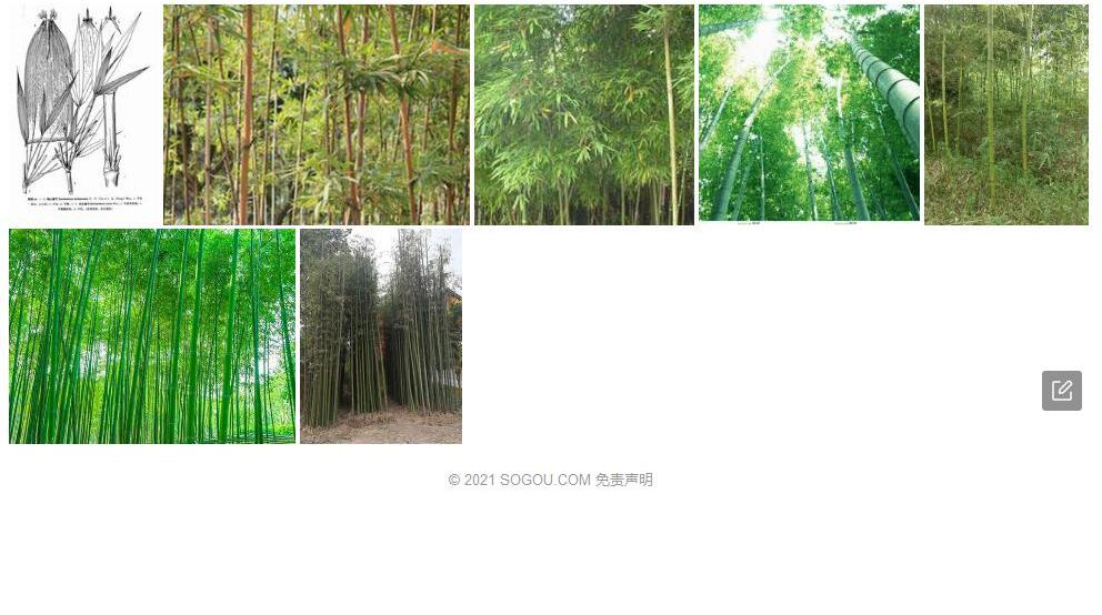 尖头唐竹照片和图片/