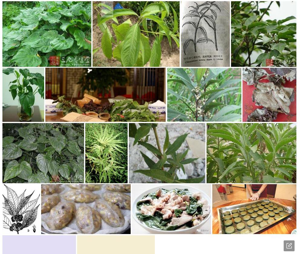 尖尾枫照片和图片/