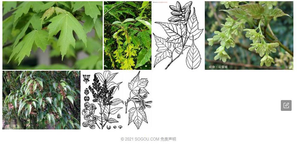尖尾槭照片和图片/