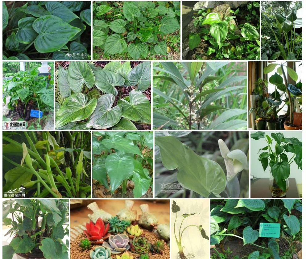 尖尾芋照片和图片/
