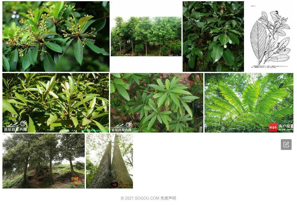 尖峰润楠照片和图片/