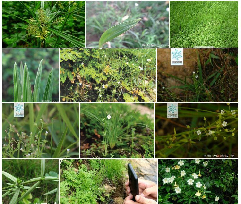 尖帽草照片和图片/