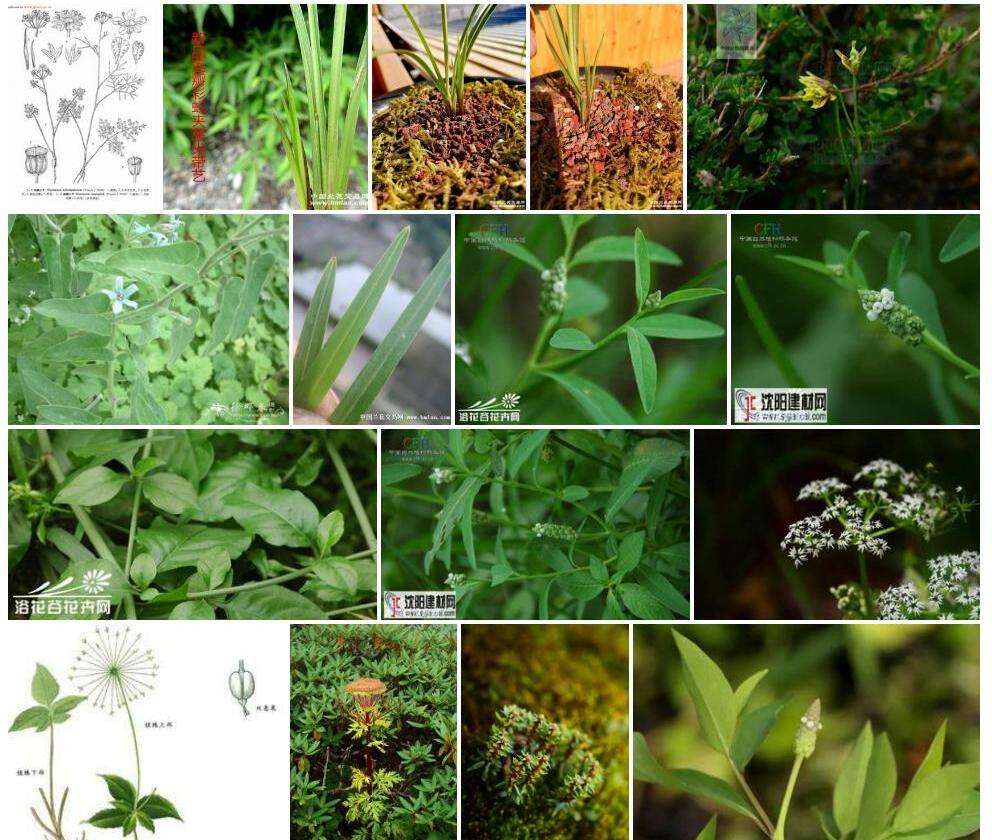 尖瓣小芹照片和图片/
