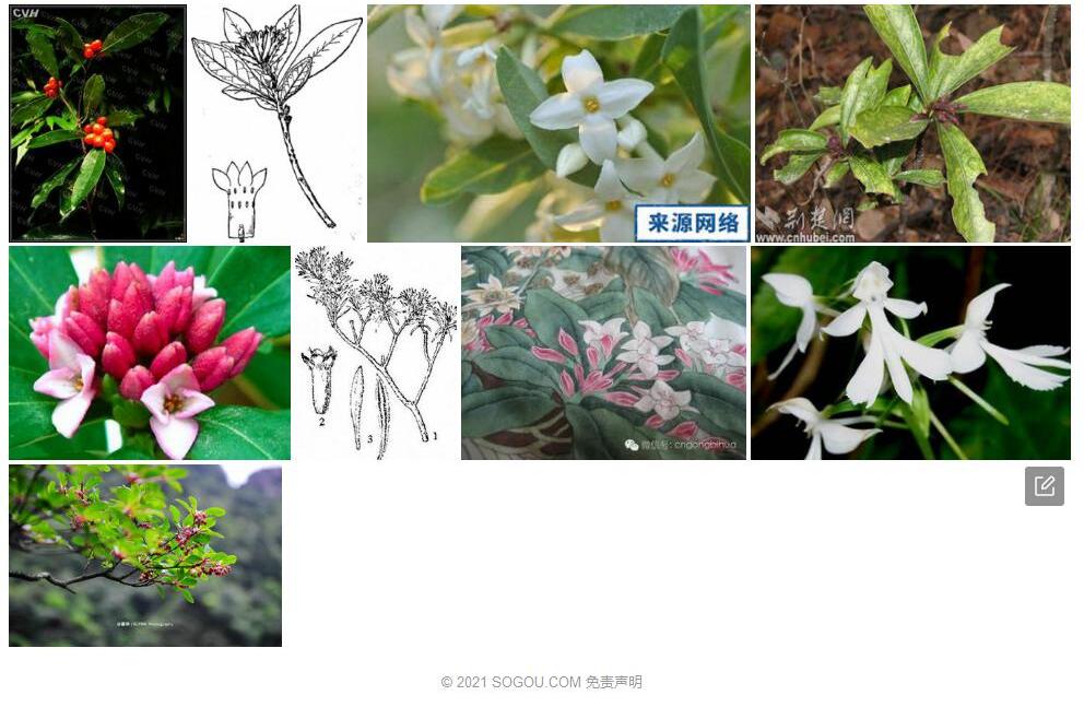 尖瓣瑞香照片和图片/
