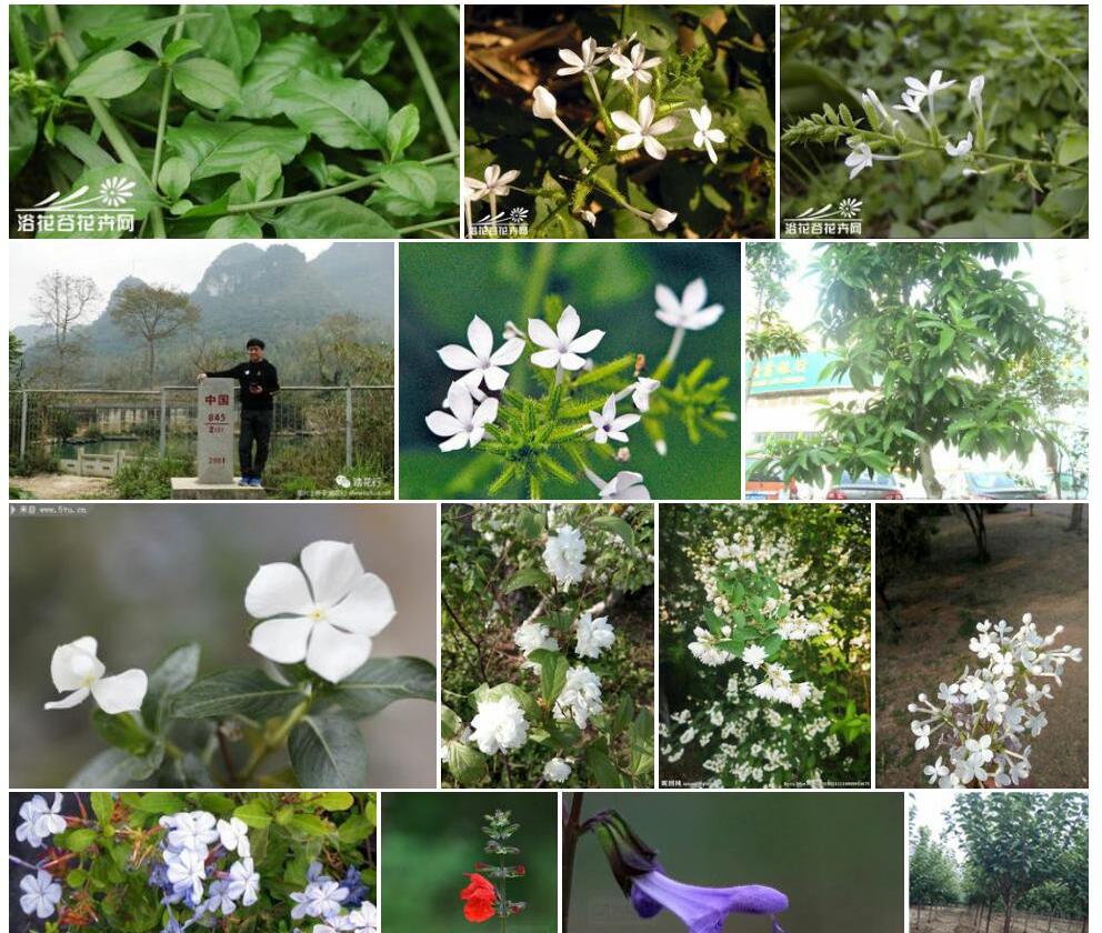 尖瓣白花丹照片和图片/