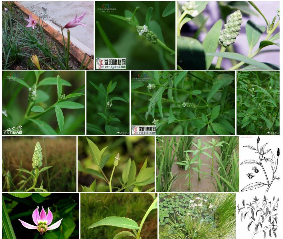 尖瓣花照片和图片/