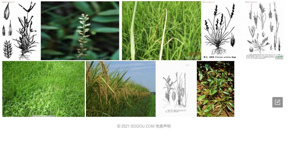 尖稃草照片和图片/