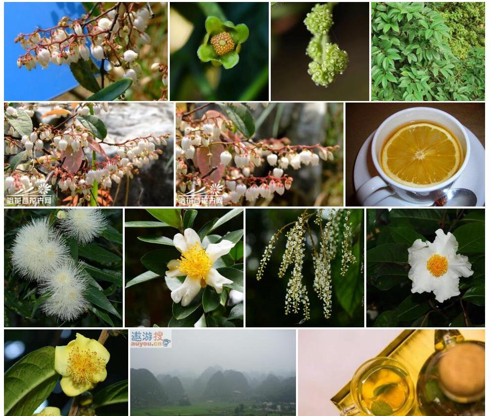 尖苞瘤果茶照片和图片/
