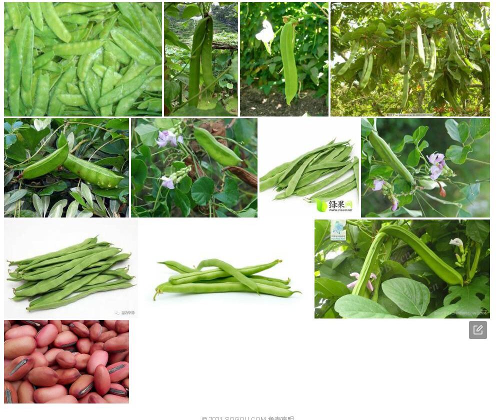 尖萼刀豆照片和图片/