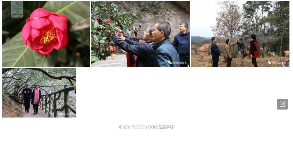 尖萼红山茶照片和图片/