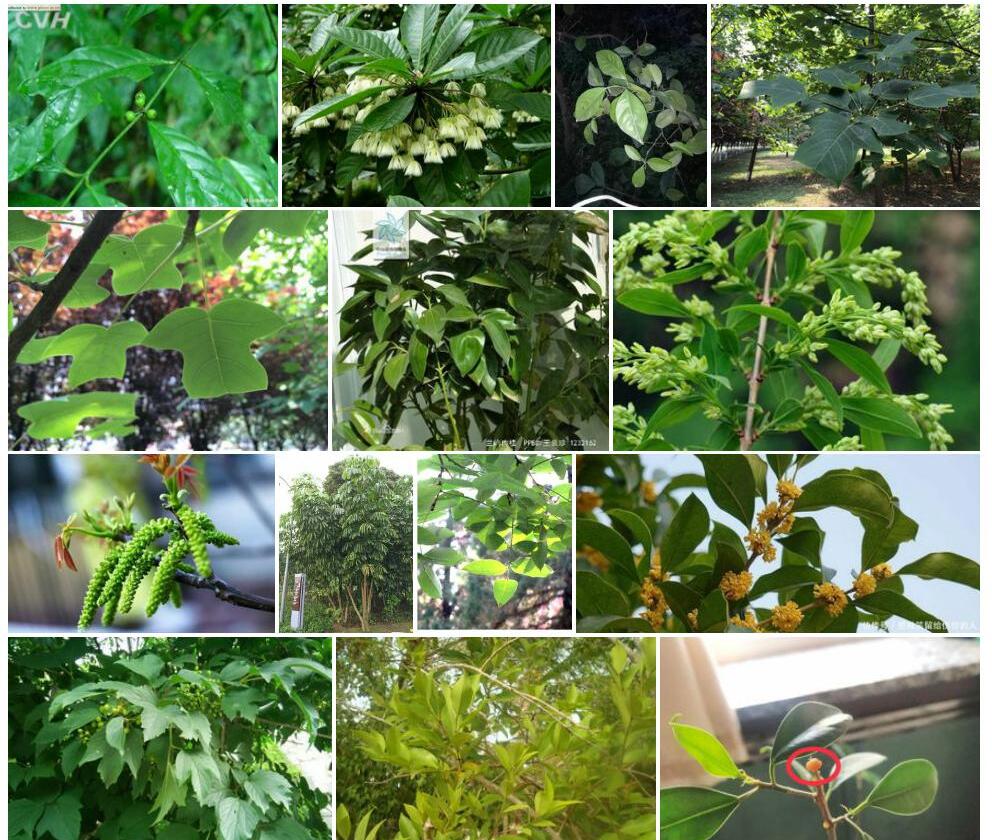 尖萼茜树照片和图片/