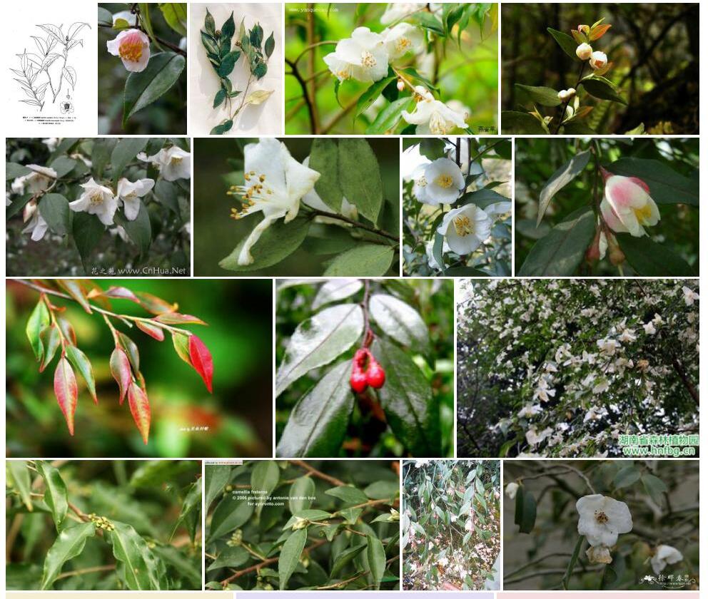 尖萼连蕊茶照片和图片/