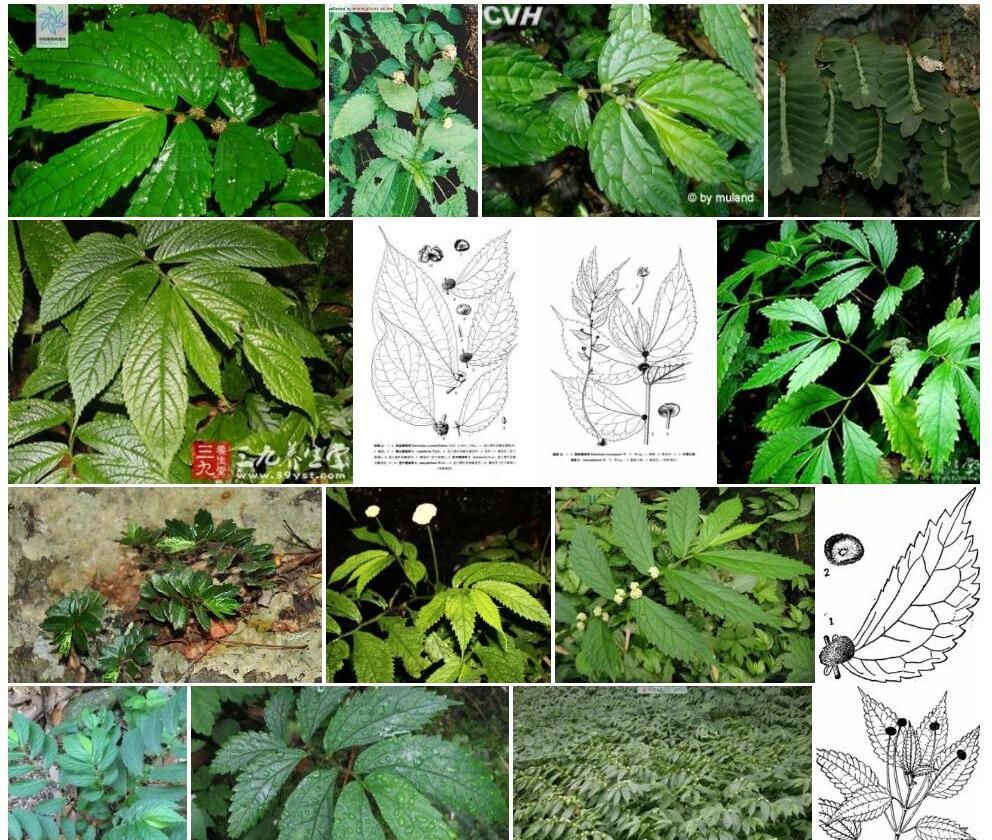 尖被楼梯草照片和图片/