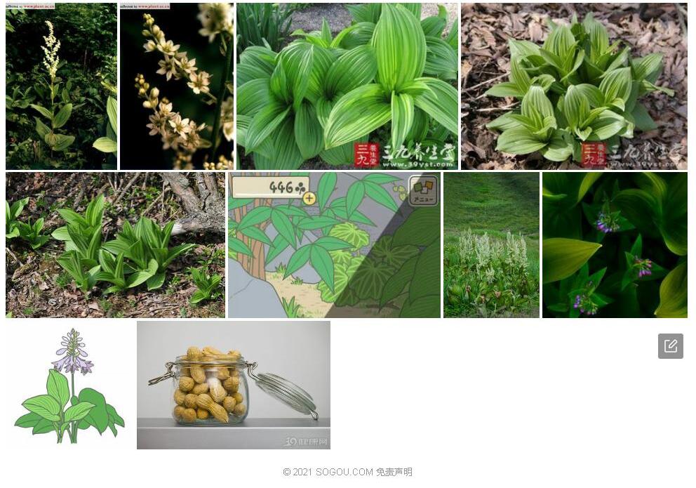 尖被藜芦照片和图片/