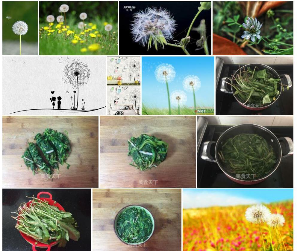 尖角蒲公英照片和图片/