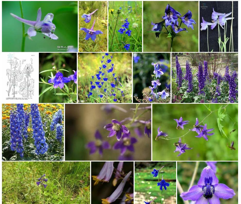 尖距翠雀花照片和图片/