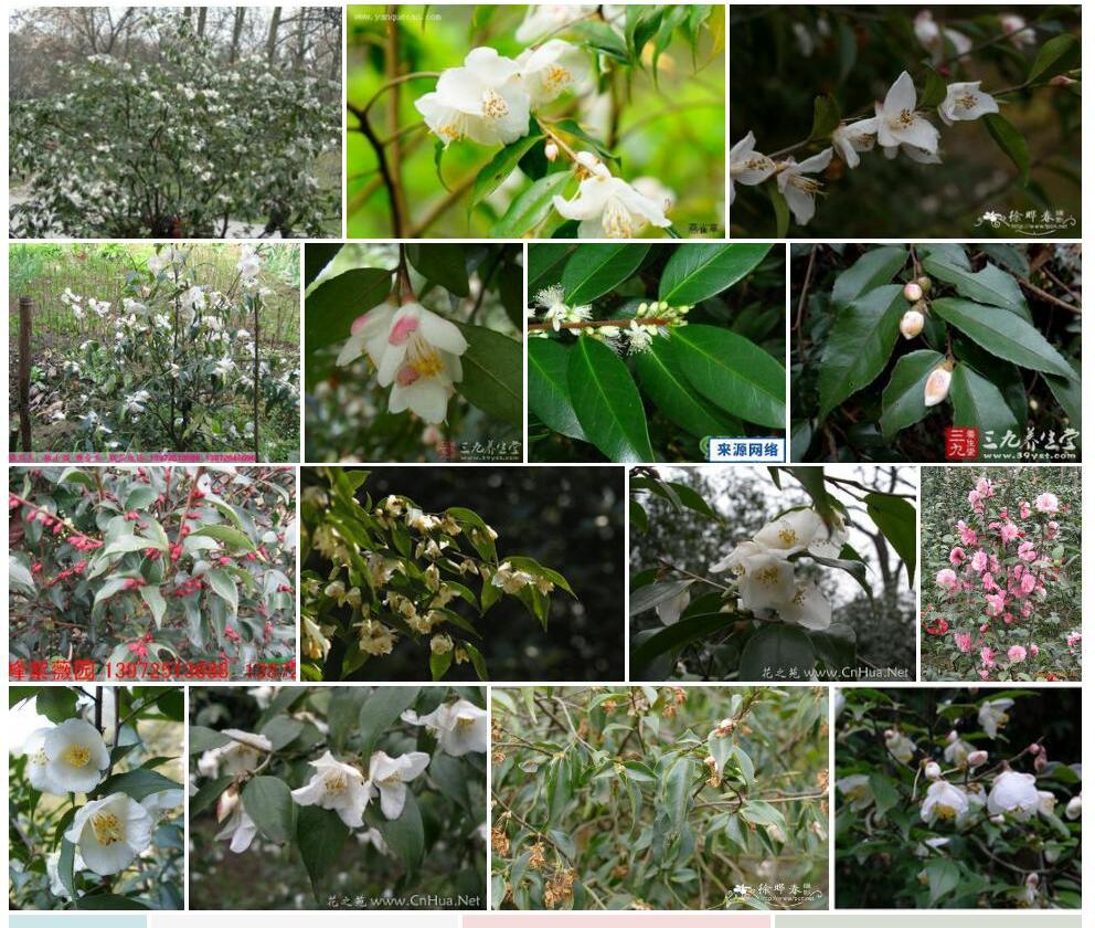 尖连蕊茶照片和图片/