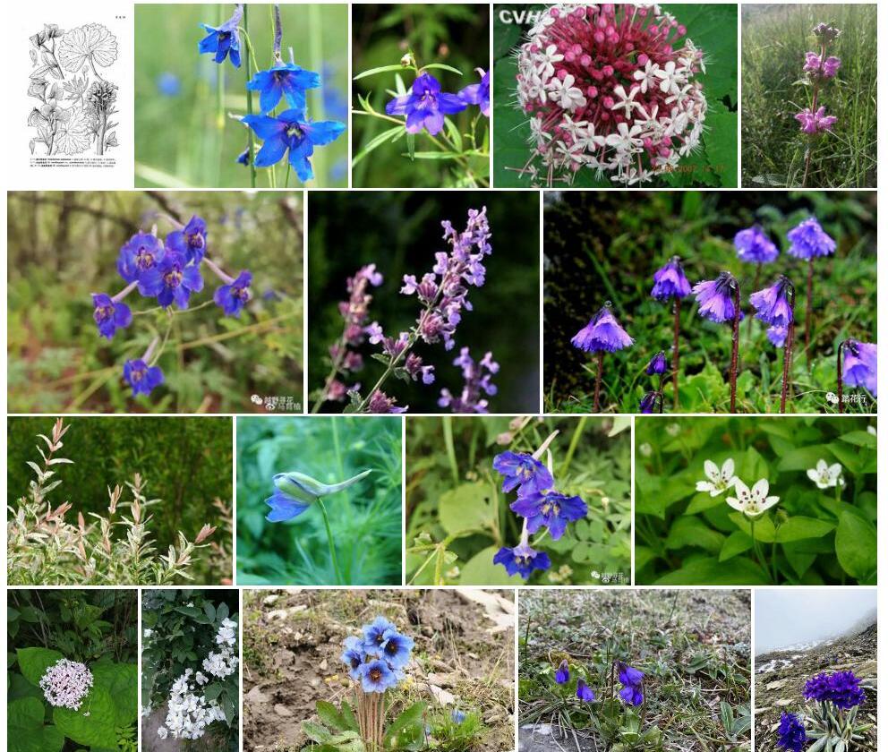 尖齿翠雀花照片和图片/